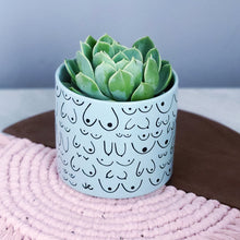 Load image into Gallery viewer, Blue Mist Planter