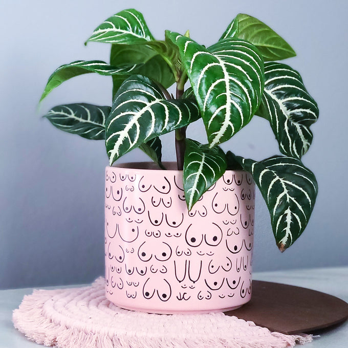 Petal Pink Planter